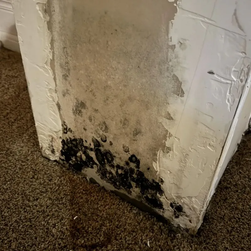 Professional Mold Removal in Hamilton City, CA
